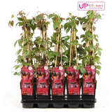 Parthenossus tricuspidata 'veitch boskoop' - Ø15cm - ↕65cm