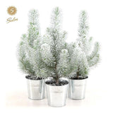 Pinus pinea argenté avec pot en zinc