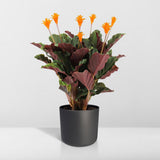 Calathea Crocata - Plante Pauwen - ø14cm - ↕40cm