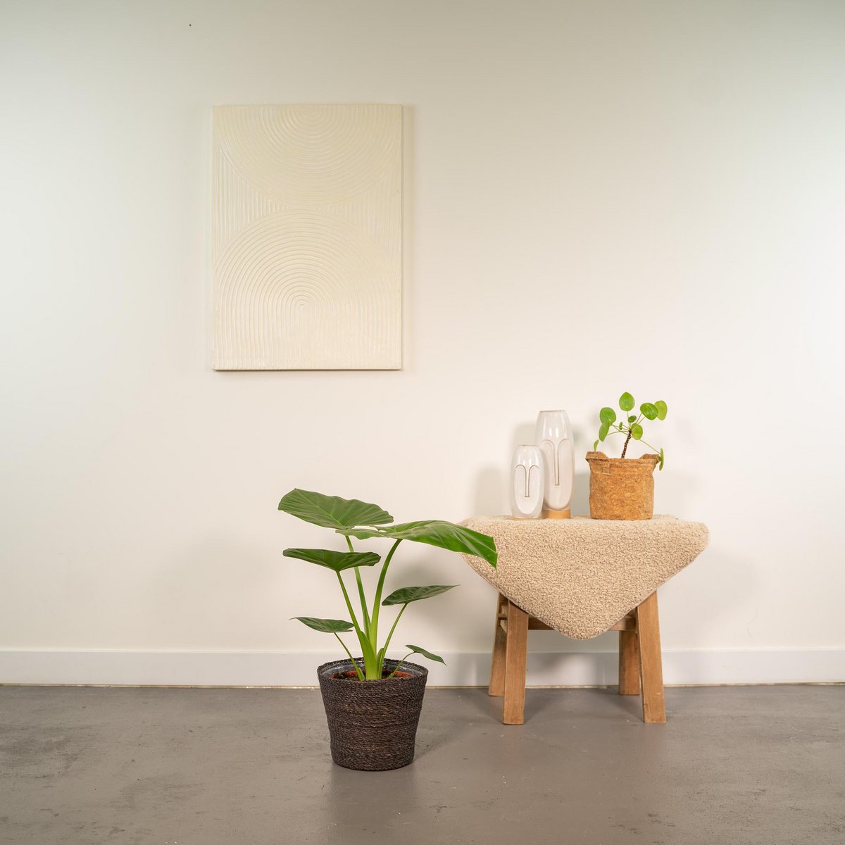 Plante alocasia macrorrhiza en pot Ø19 cm hauteur 70 cm