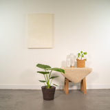 Plante alocasia macrorrhiza en pot Ø19 cm hauteur 70 cm