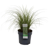 Carex Brunnea 'variata' - Ø14cm - ↕30cm