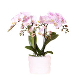 Orchidée rose du Portugal en pot Como avec réservoir d'eau