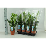 Plante artificielle Zamioculcas 14 cm