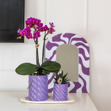 Coffret cadeau optimisme orchidée Phalaenopsis orange et plante verte