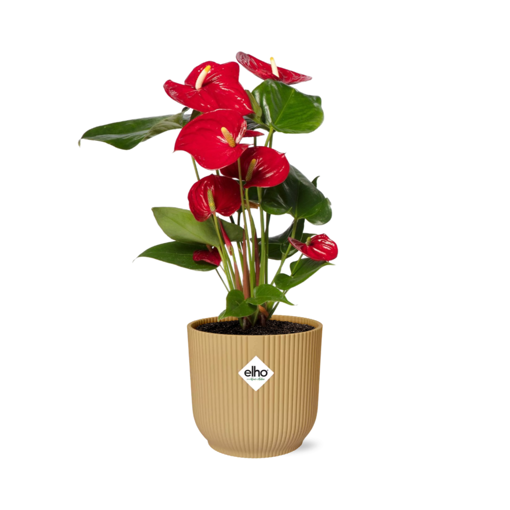 Anthurium rouge 12 cm - plante d'intérieur avec fleurs brillantes