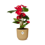 Anthurium rouge 12 cm - plante d'intérieur avec fleurs brillantes