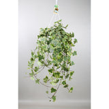 Plante d'intérieur lierre doré Hedera Helix