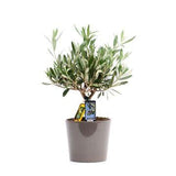 Olea olive - Ø16cm - ↕40cm