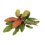 Philodendron Prince d'orange - Ø27 cm - 75 cm