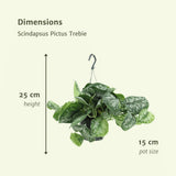 2x scindapsus image Trebie - Epipremnum - 25cm - Ø15