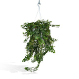 Suspension lierre Hedera vert Ø24 cm