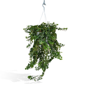 Suspension lierre Hedera vert Ø24 cm
