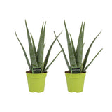 Aloe Vera - 2 pièces - Ø15cm - ↕65cm