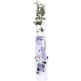 Clematis Tranquilite - Clematis Evison Bleu clair - Ø15cm - ↕65cm