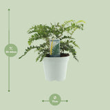 Polystichum Polyblepharum Jade - Ø17cm - ↕35cm