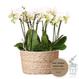 Bouquet d'orchidées blanches et plantes vertes avec panier osier