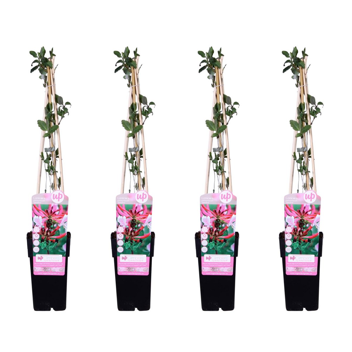 4x - Lonicera périclymenum 'tardif' - ↨65 cm - Ø15