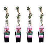 4x - Lonicera périclymenum 'tardif' - ↨65 cm - Ø15