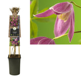 Clematis alp. «Ruby '+3.0 Label - Ø17cm - ↕75cm