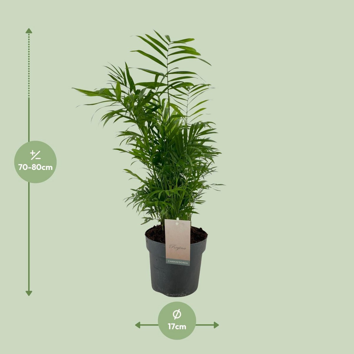 Chamaedorea elegans - Ø17cm - ↕50cm