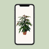Ficus binnendijkii 'Amstel King' P17 - Ø17cm - ↕75cm