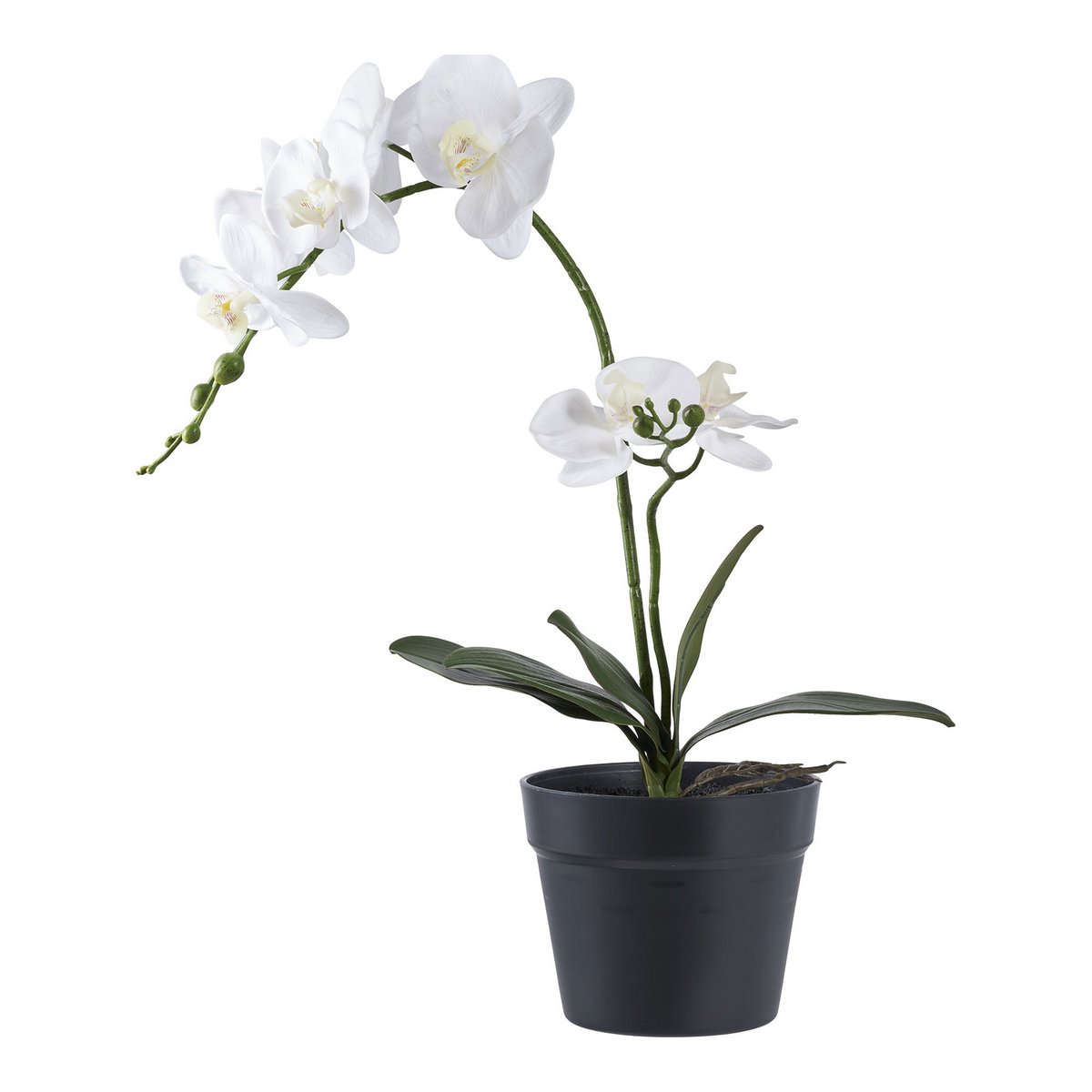 Orchidée artificielle élégante avec fleurs blanches et feuilles vertes