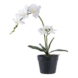Orchidée artificielle élégante avec fleurs blanches et feuilles vertes