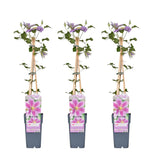 3x - Clematis Peek - ↨65cm - Ø15