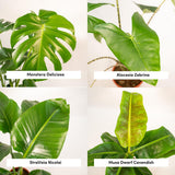 Lot de 4 plantes tropicales en pot