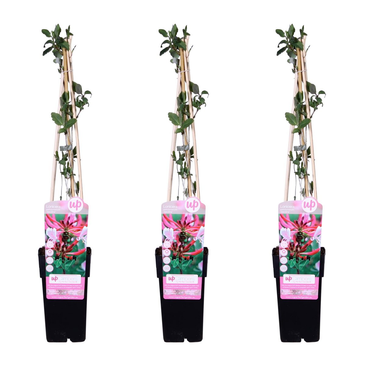3x - Lonicera périclymenum 'tardif' - ↨65 cm - Ø15