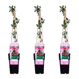 3x - Lonicera périclymenum 'tardif' - ↨65 cm - Ø15
