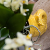 Coffret cadeau avec orchidée Phalaenopsis blanche et succulentes en céramique