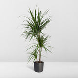 Dracaena marginata - Dragonnier - Ø21cm - ↕115cm