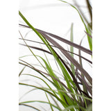 Pennisetum x Stranger 'Summer Samba' - Ø19cm - ↕50cm