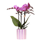 Orchidée phalaenopsis violette Vienna avec pot Painted Stripe lilas Ø9 cm