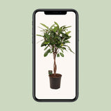 Ficus Cyathistipula - Ø24cm - ↕110cm