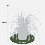 Carex Oshimensis 'Everest' - Ø14cm - ↕30cm