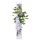 Clematis Tranquilite - Clematis Evison Bleu clair - Ø15cm - ↕65cm