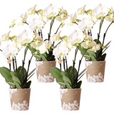 Lot de 4 orchidées blanches en pot Ø12 cm