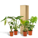 Lot de 4 plantes tropicales en pot
