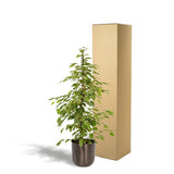Ficus Benjamina Goldenking avec pot plomb