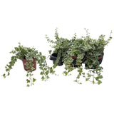 Pot de fleur Honora helix blanc Ø13 cm