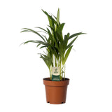 Dypsis Lutescens - Palmier Bamboe avec feuilles vertes luxuriantes