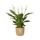 Spathiphyllum en pot 14 cm elho jaune
