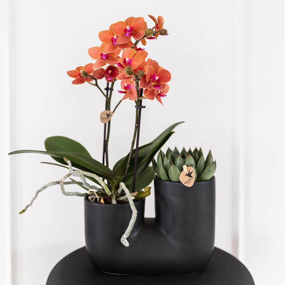 Ensemble d'orchidée et succulente en pot décoratif noir 9 cm