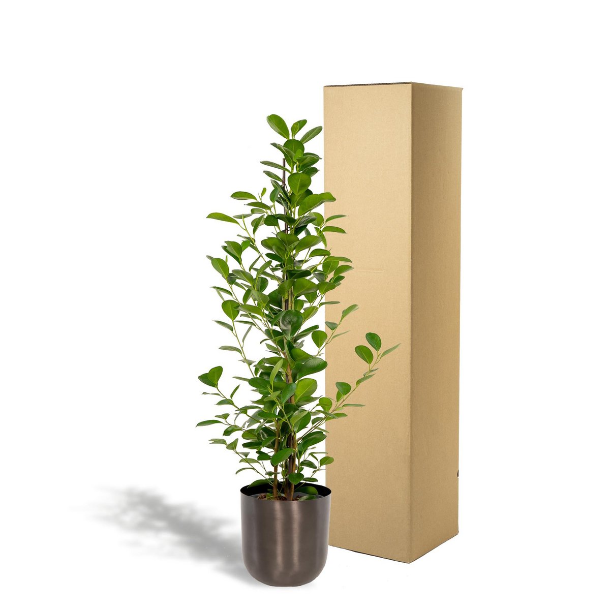 Vue d'ensemble du Ficus Microcarpa Monclam en intérieur lumineux