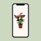 Anthurium Sweet Dream in Transparente Sleeve - Ø12cm - ↕36cm