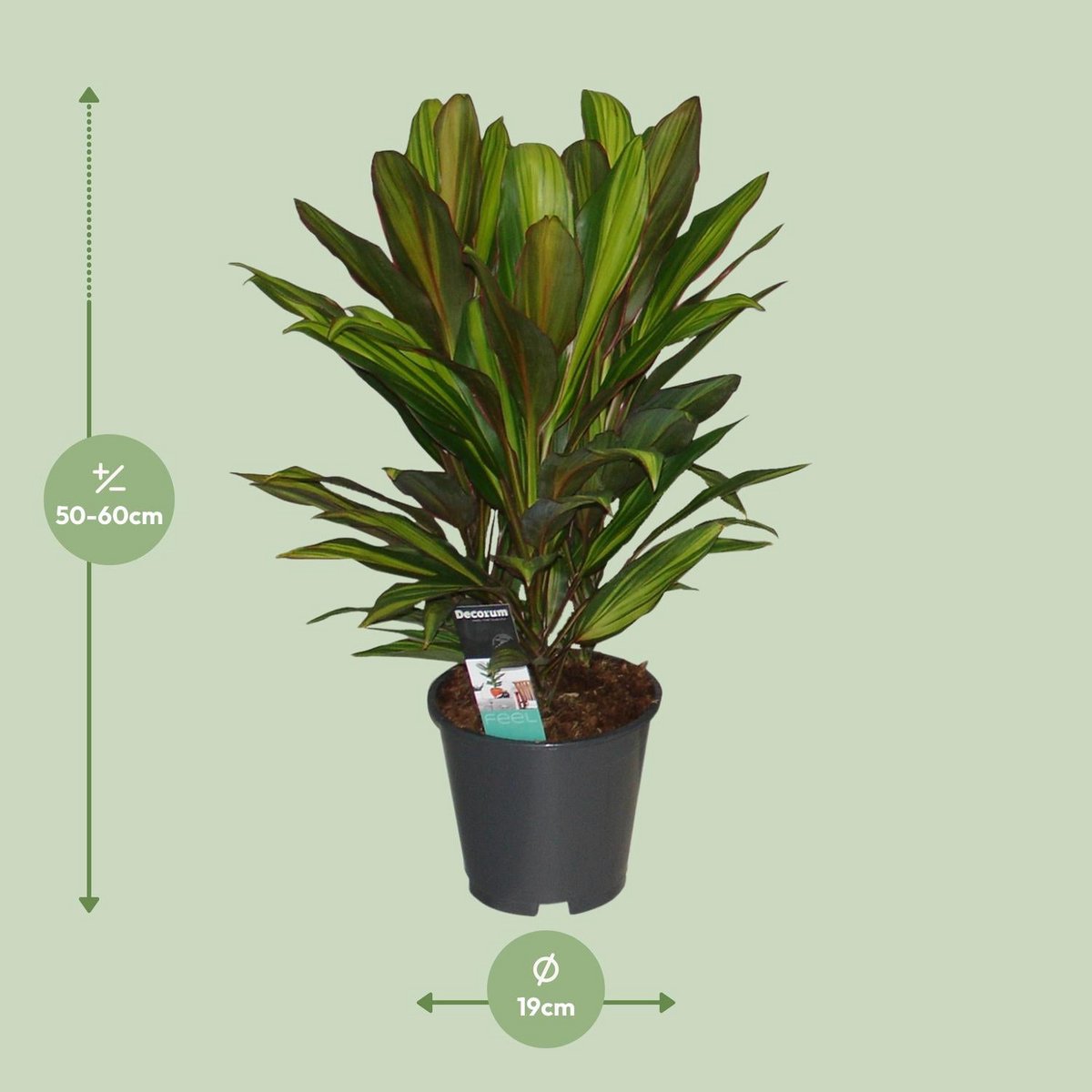 Cordyline Kiwi - Ø19cm - ↕55cm