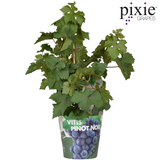 Vitis Pixie Pinot Noir - Vin bleu - Ø21cm - ↕70cm - Ø14 - ↨30cm